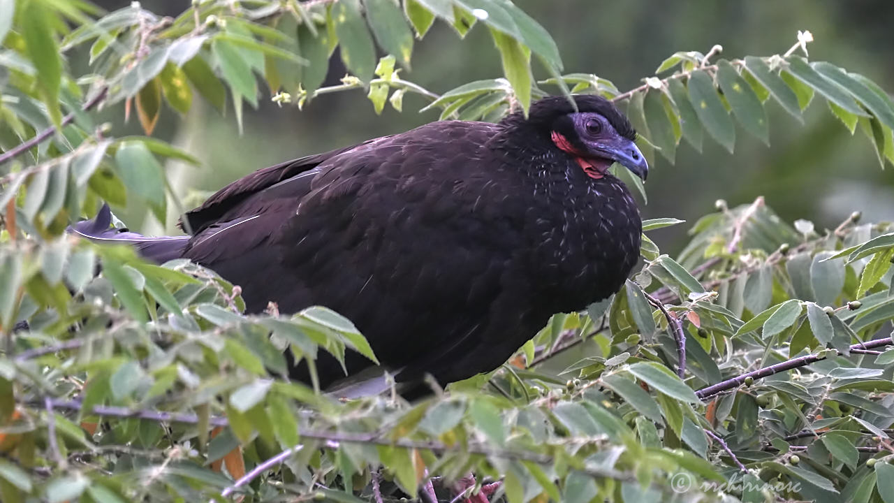 White-winged guan
