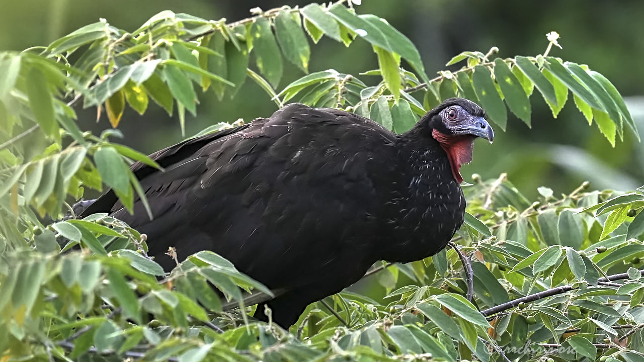 White-winged guan
