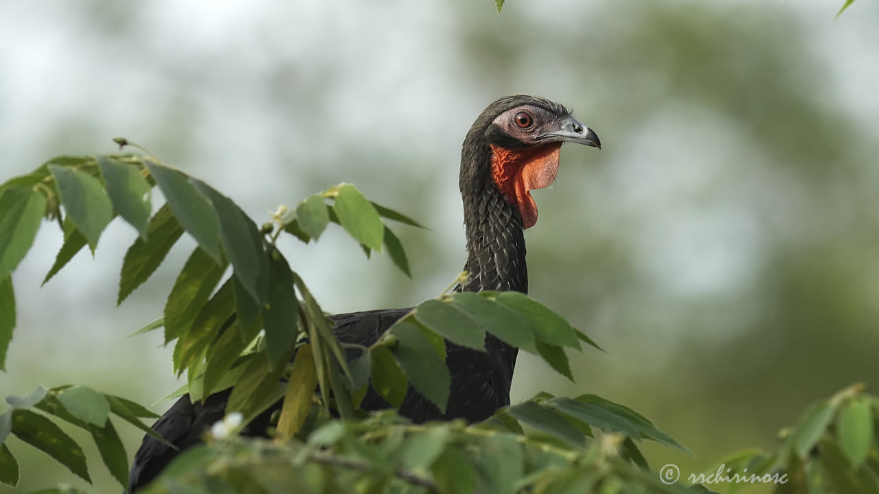 White-winged guan