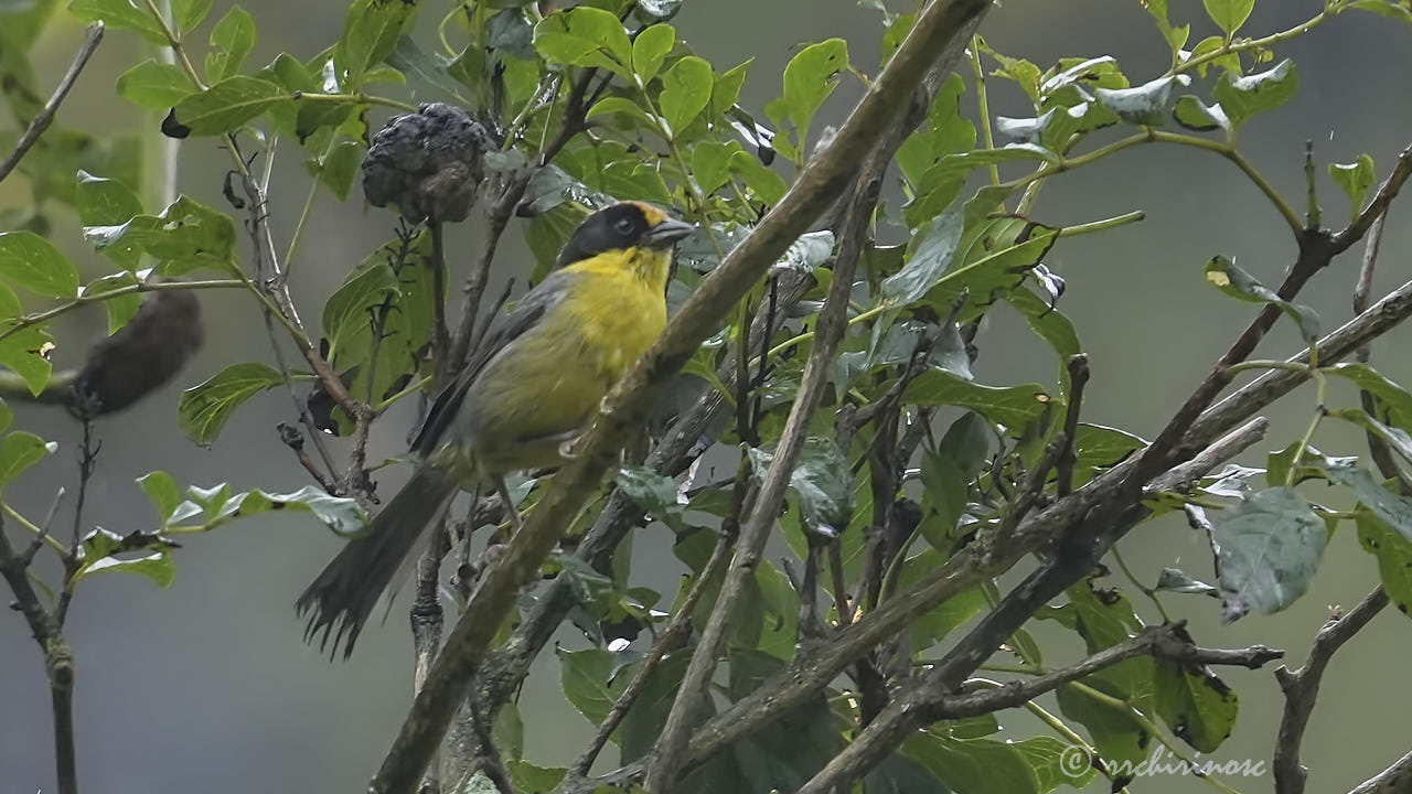 Yellow-breasted brushfinch