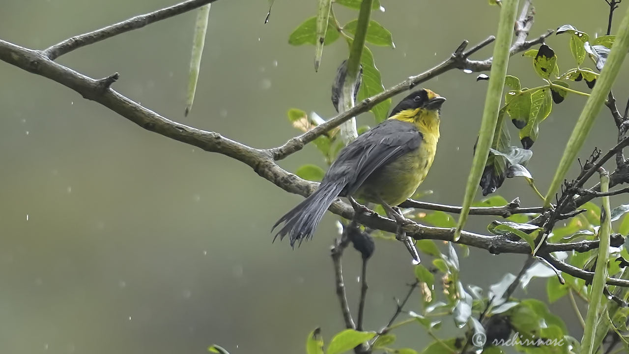 Yellow-breasted brushfinch