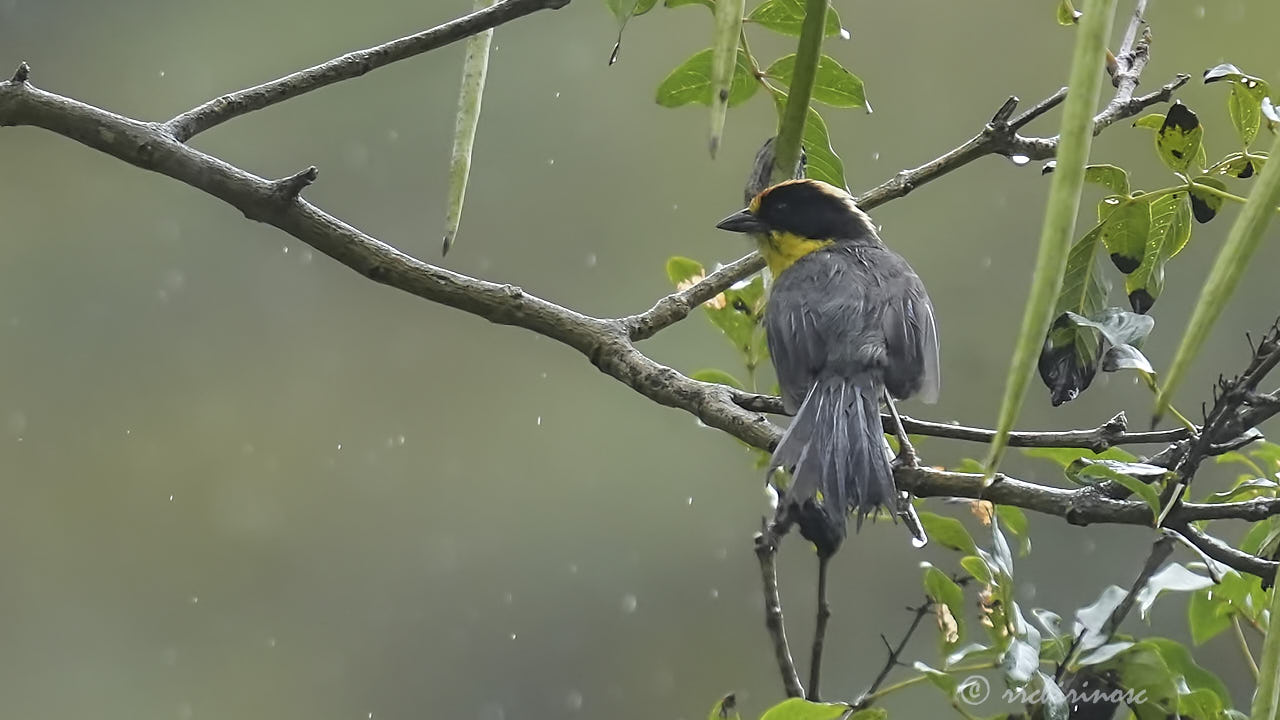 Yellow-breasted brushfinch