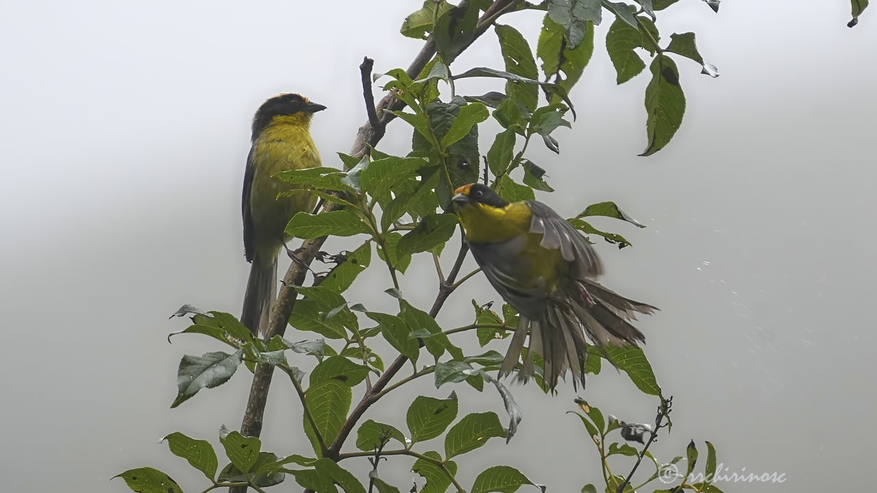Yellow-breasted brushfinch