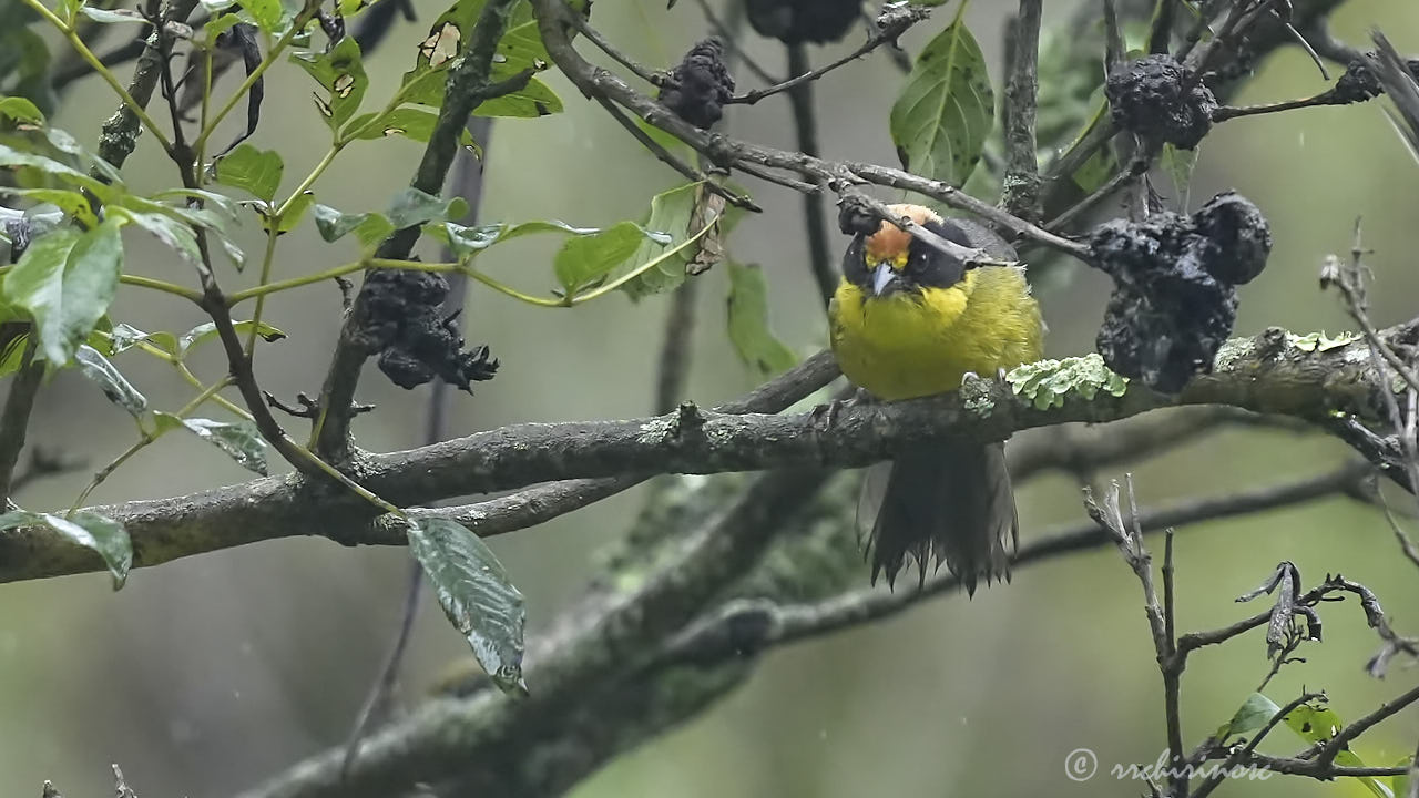 Yellow-breasted brushfinch
