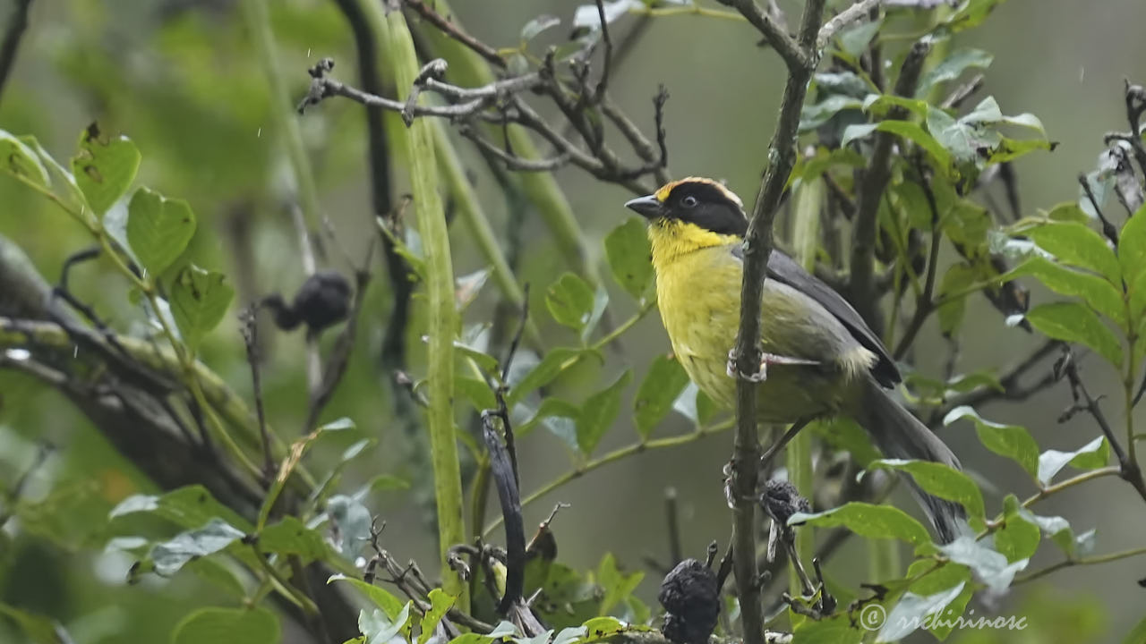 Yellow-breasted brushfinch