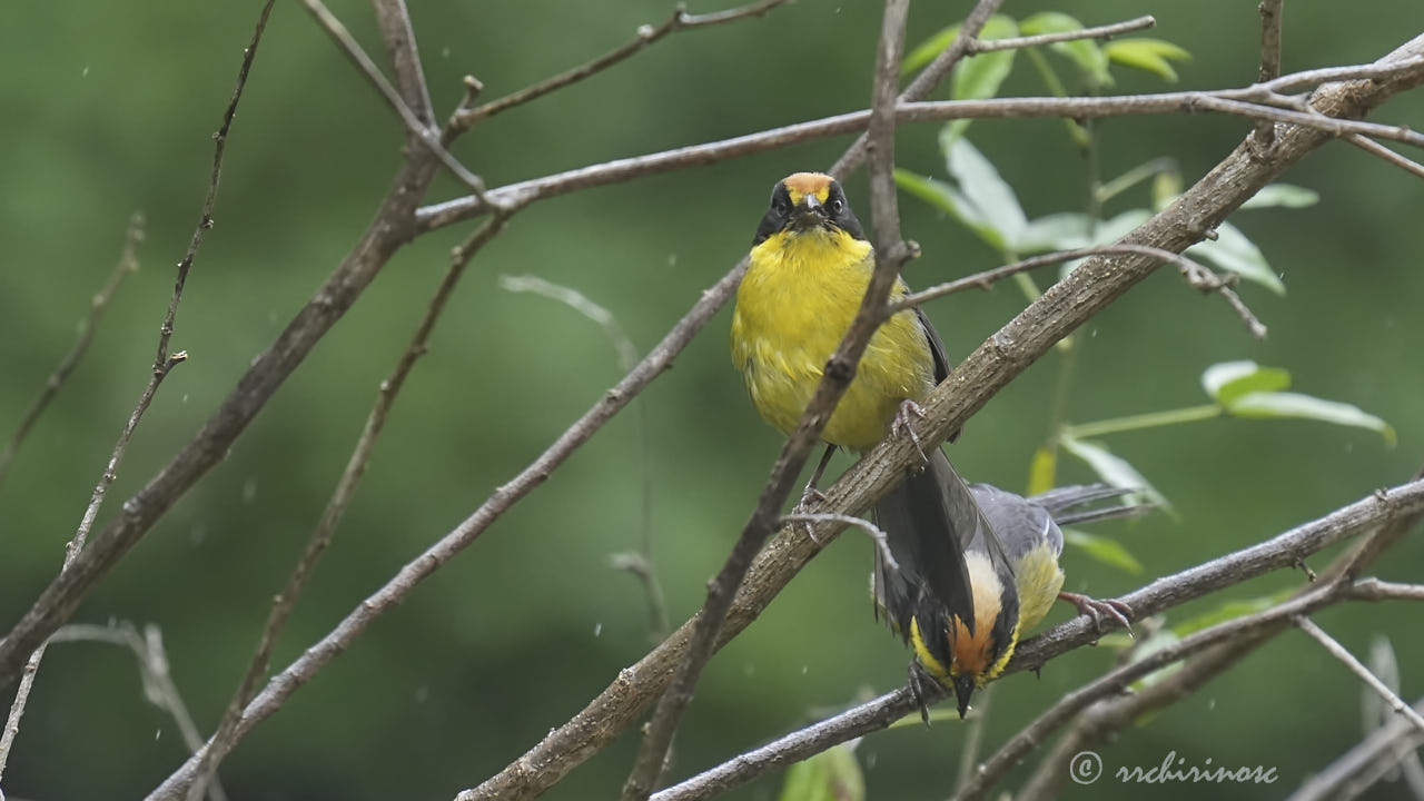Yellow-breasted brushfinch