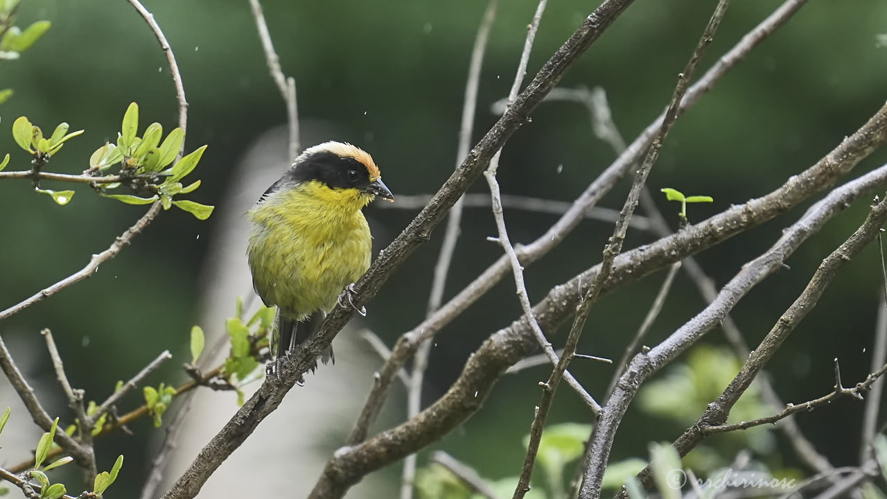 Yellow-breasted brushfinch