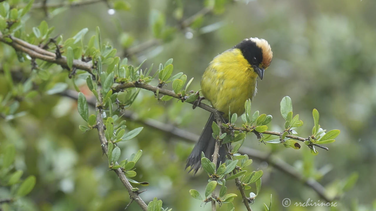 Yellow-breasted brushfinch