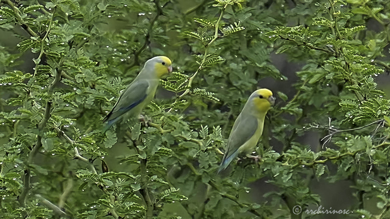 Yellow-faced parrotlet