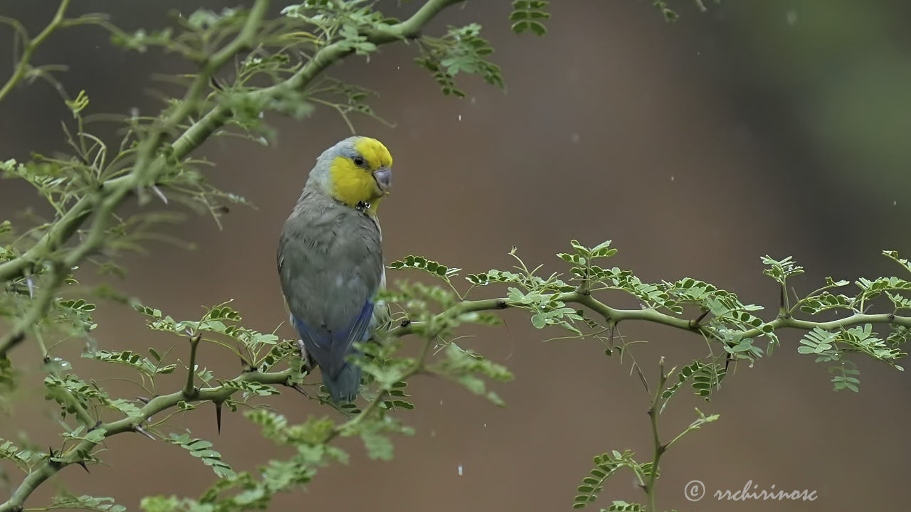 Yellow-faced parrotlet