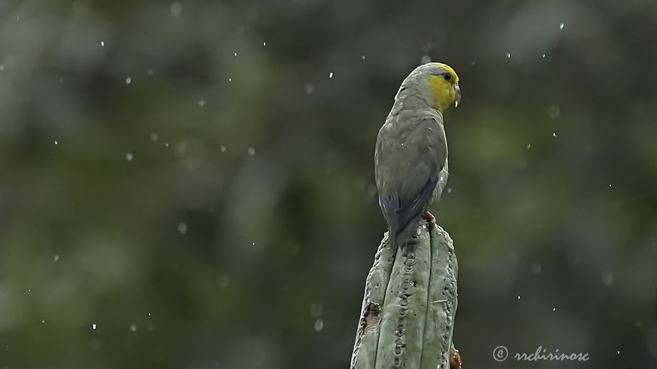 Yellow-faced parrotlet