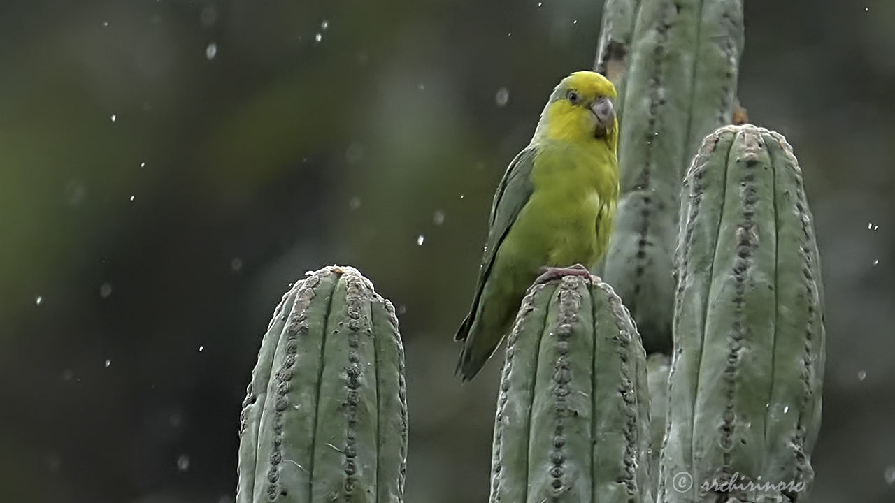 Yellow-faced parrotlet