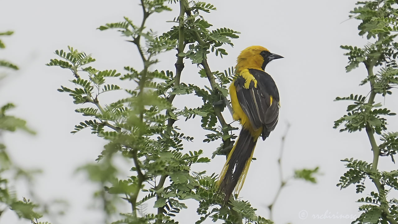 Yellow-tailed oriole