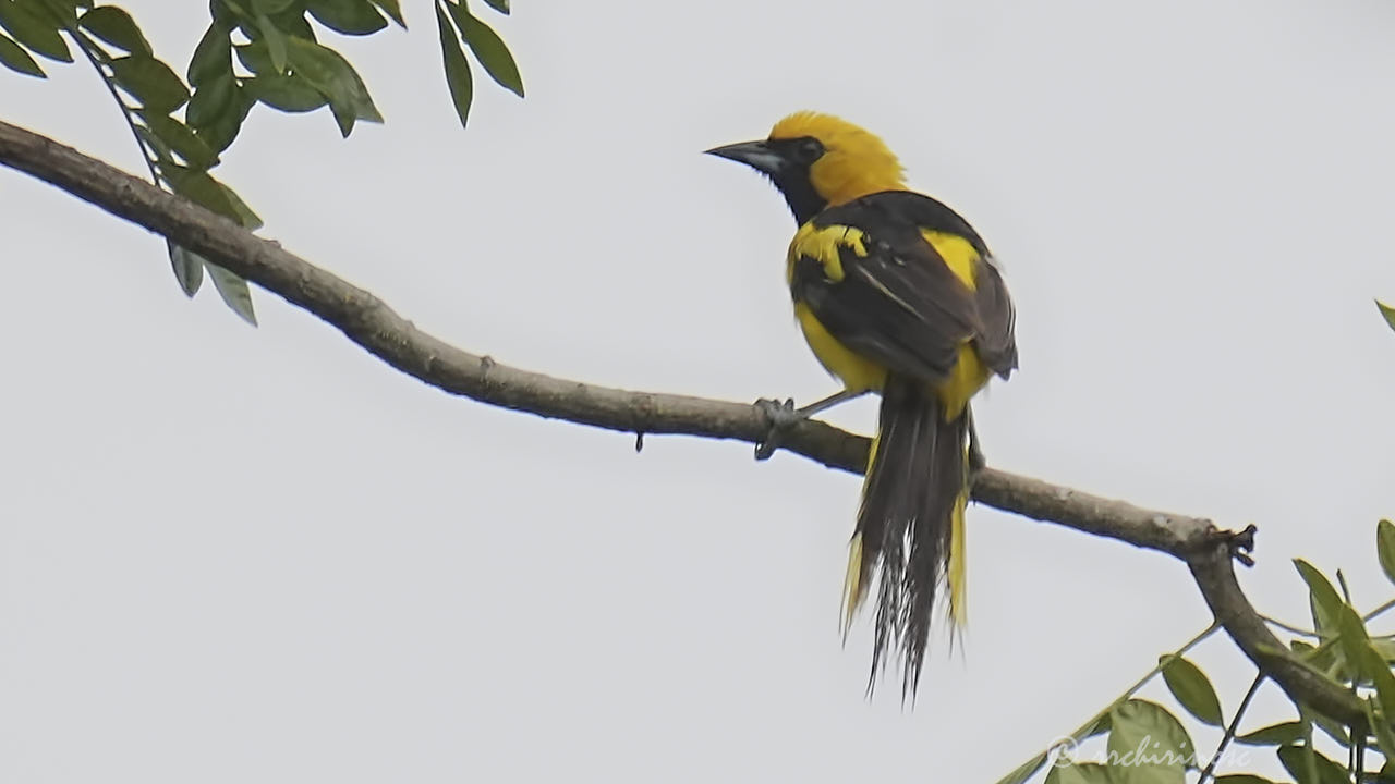 Yellow-tailed oriole