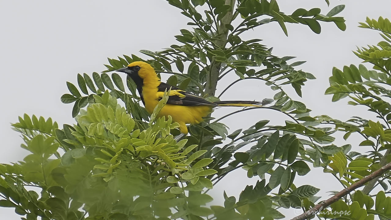 Yellow-tailed oriole