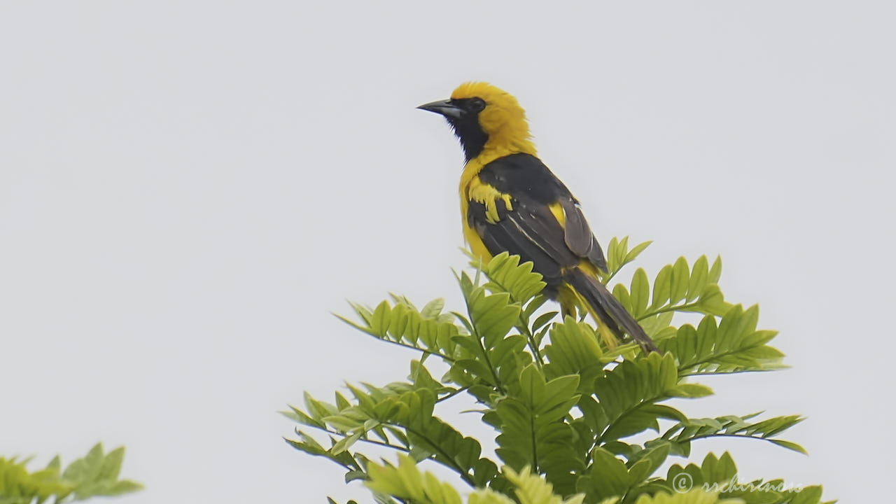 Yellow-tailed oriole