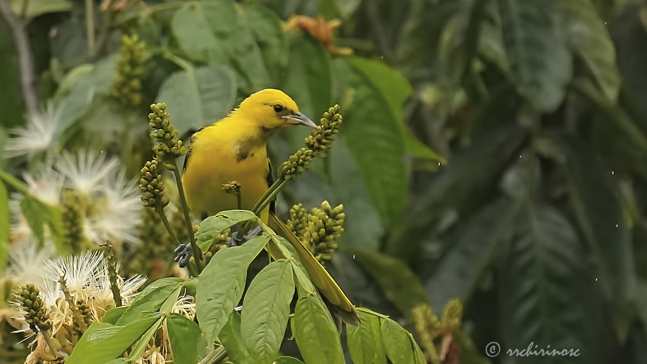 Yellow-tailed oriole