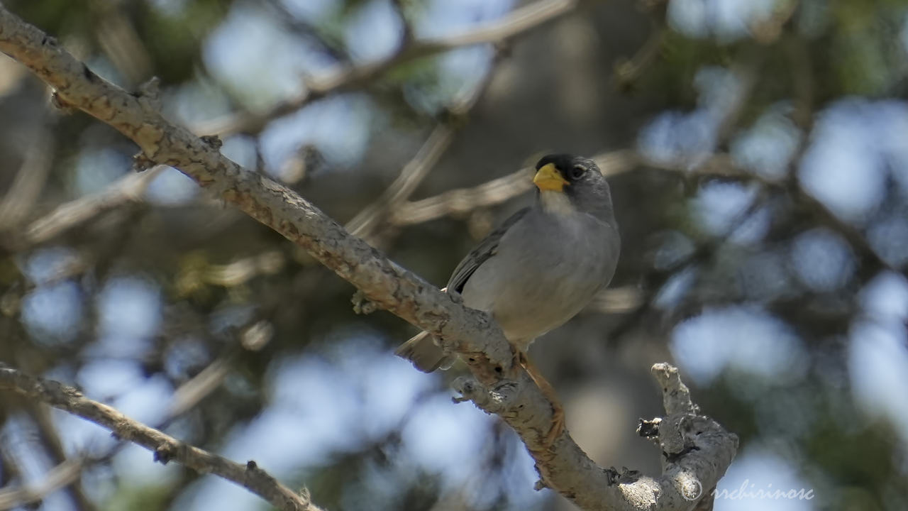 Cinereous finch