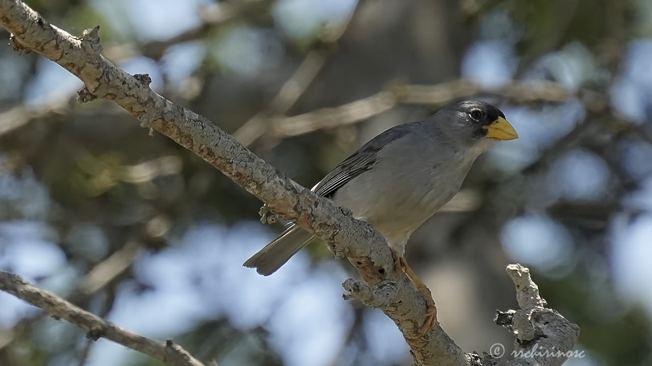Cinereous finch