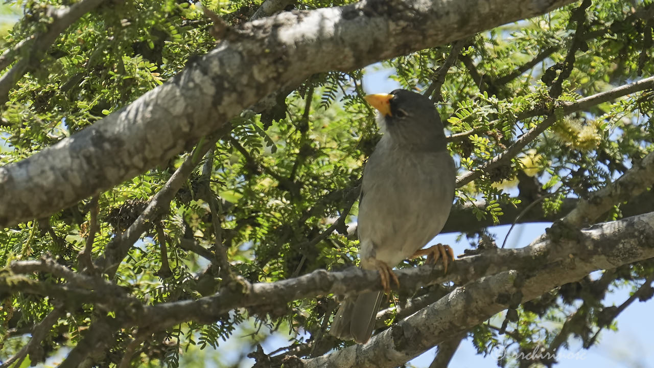 Cinereous finch