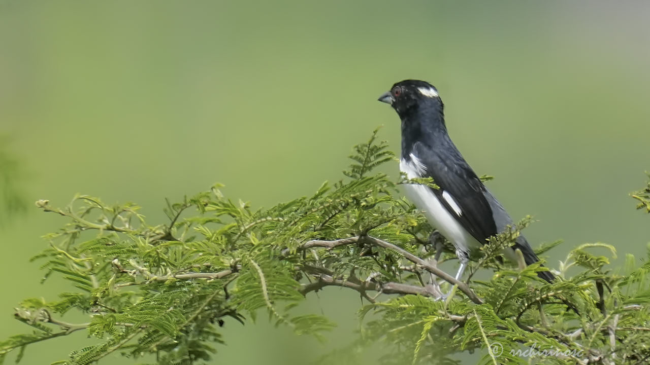 Black-and-white tanager