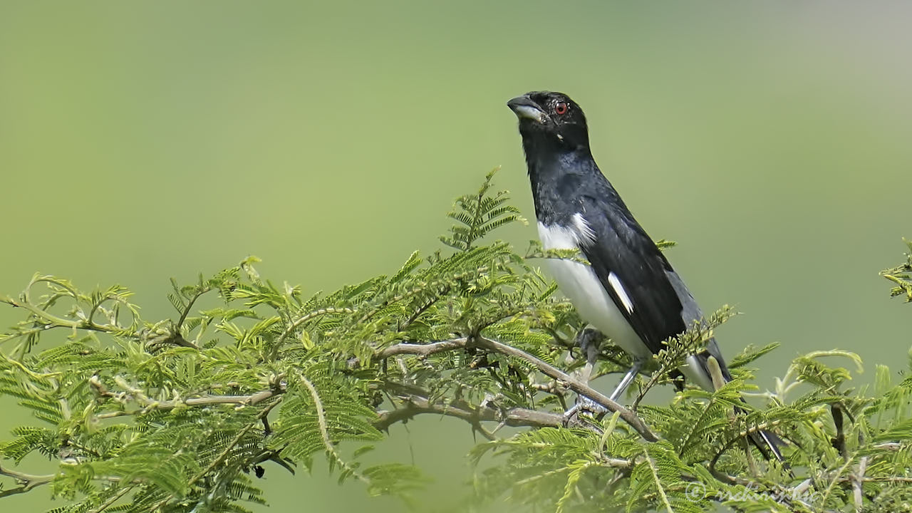 Black-and-white tanager