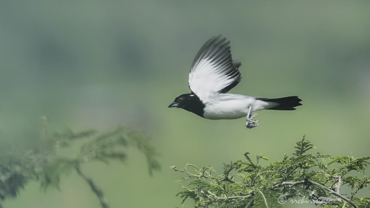 Black-and-white tanager