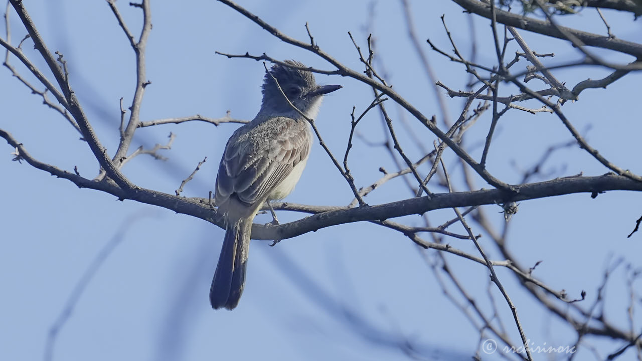 Sooty-crowned flycatcher