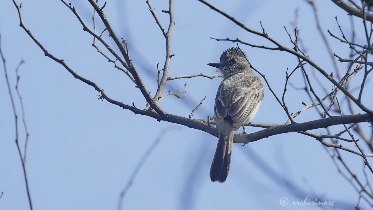 Sooty-crowned flycatcher