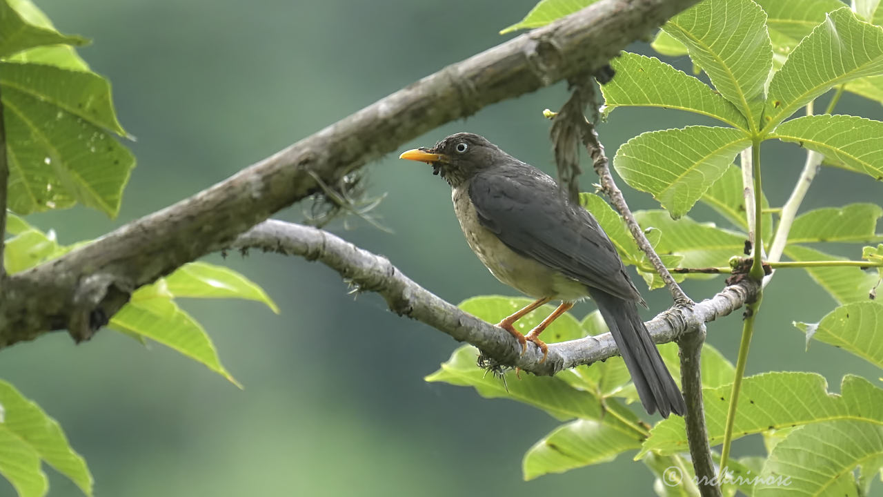 Plumbeous-backed thrush