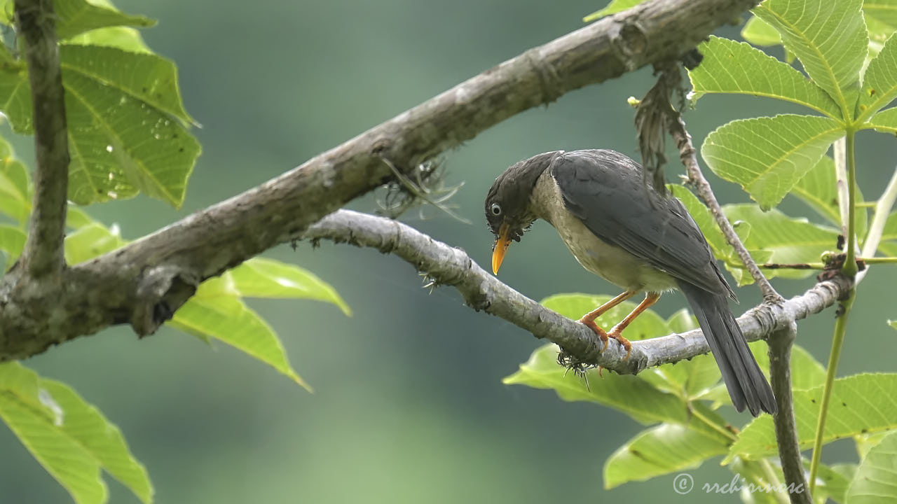 Plumbeous-backed thrush