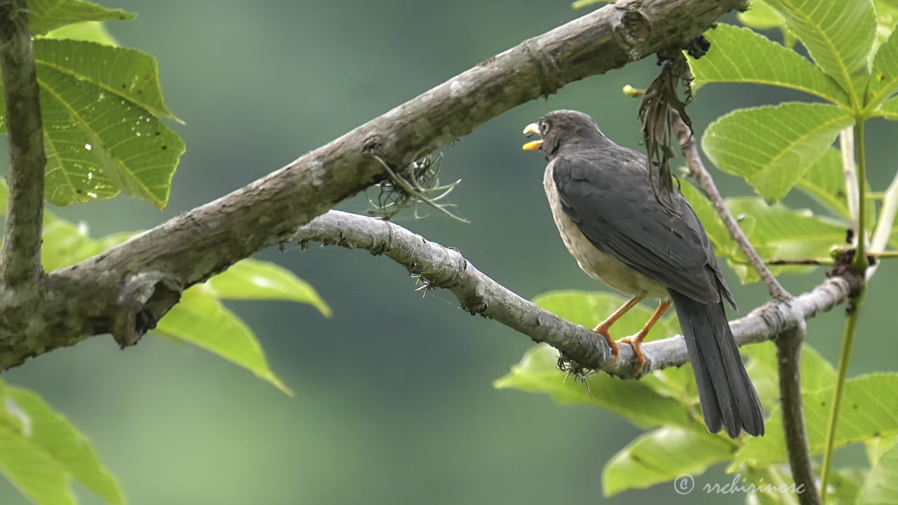 Plumbeous-backed thrush