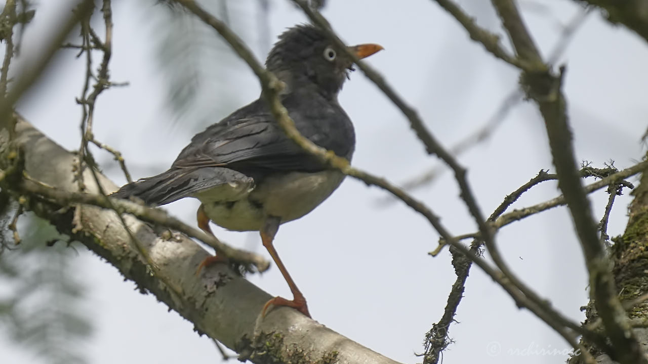 Plumbeous-backed thrush