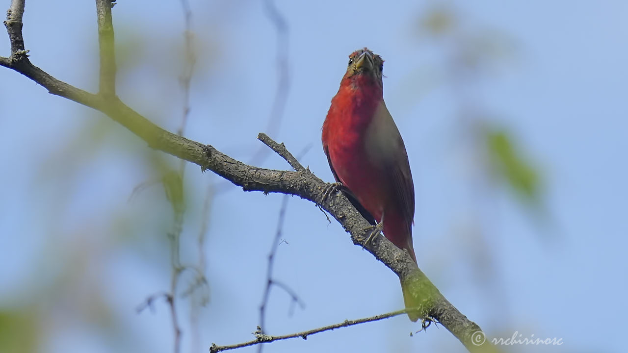 Hepatic tanager