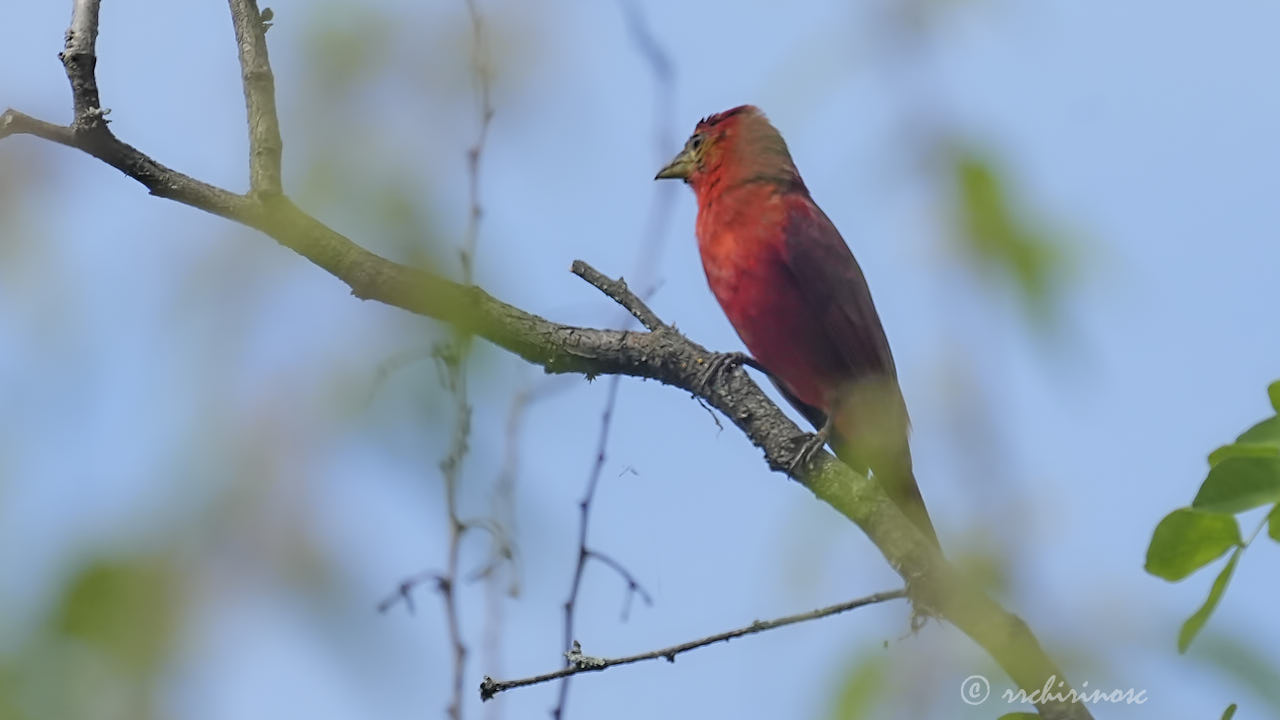Hepatic tanager