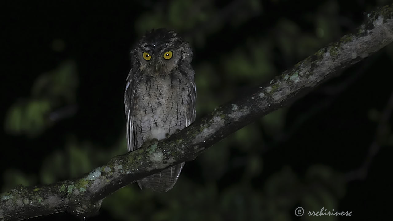 Peruvian screech-owl