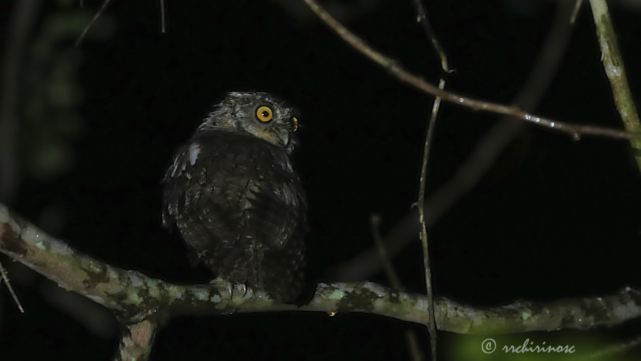 Peruvian screech-owl