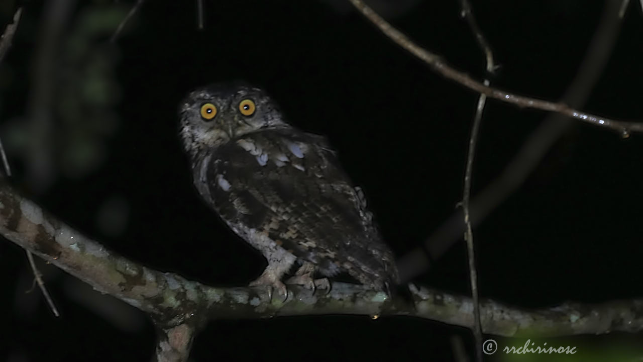 Peruvian screech-owl