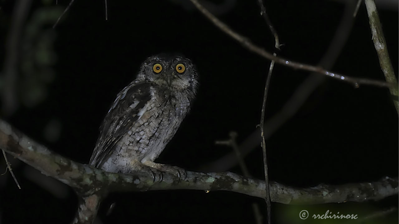 Peruvian screech-owl
