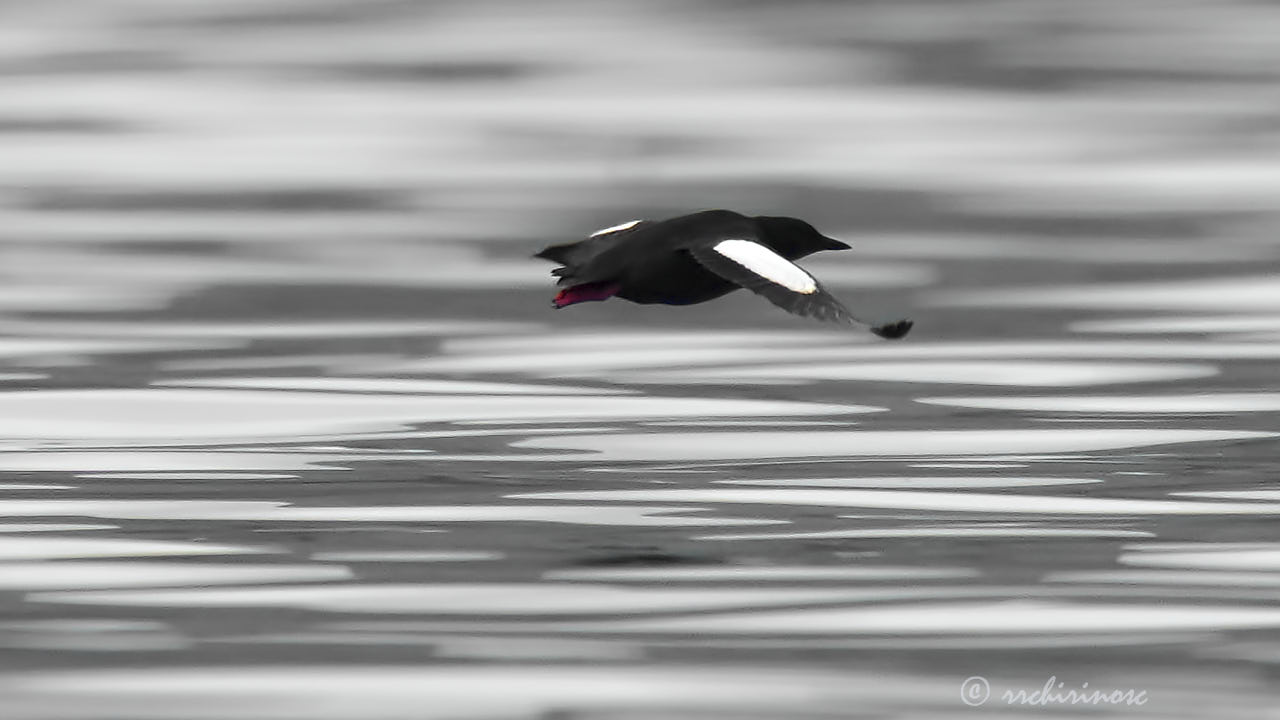 Black guillemot