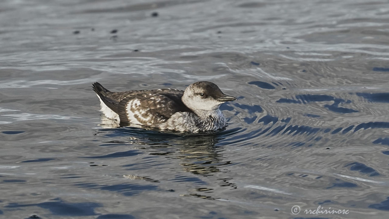 Black guillemot