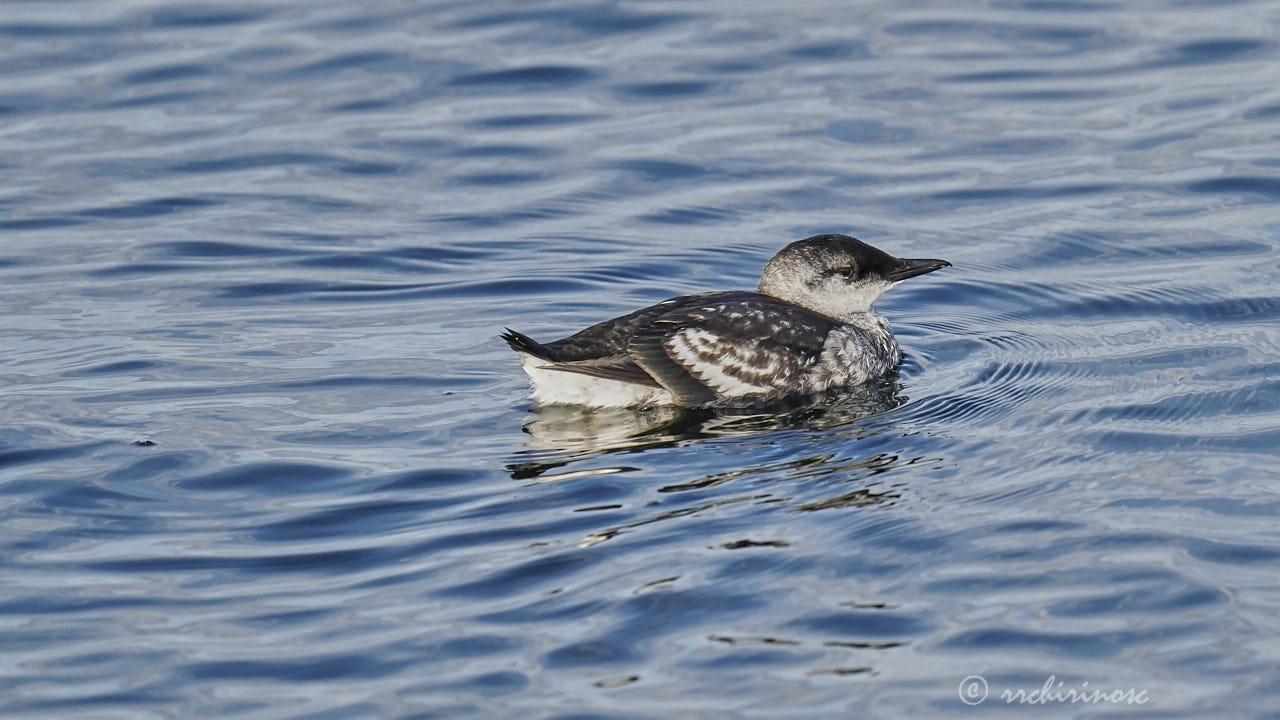 Black guillemot