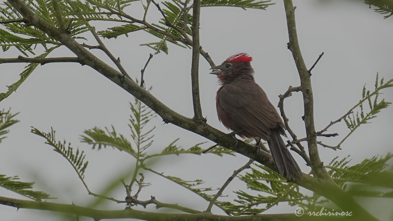 Red-crested finch