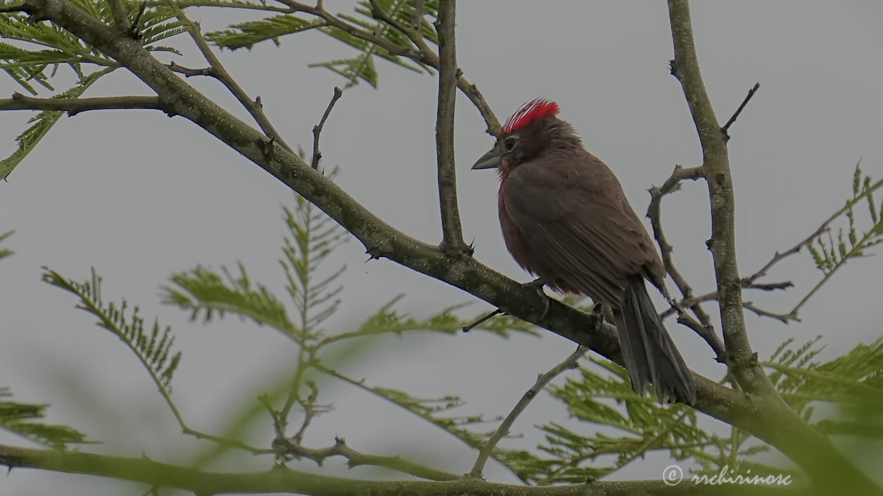 Red-crested finch