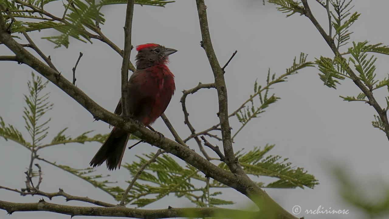 Red-crested finch