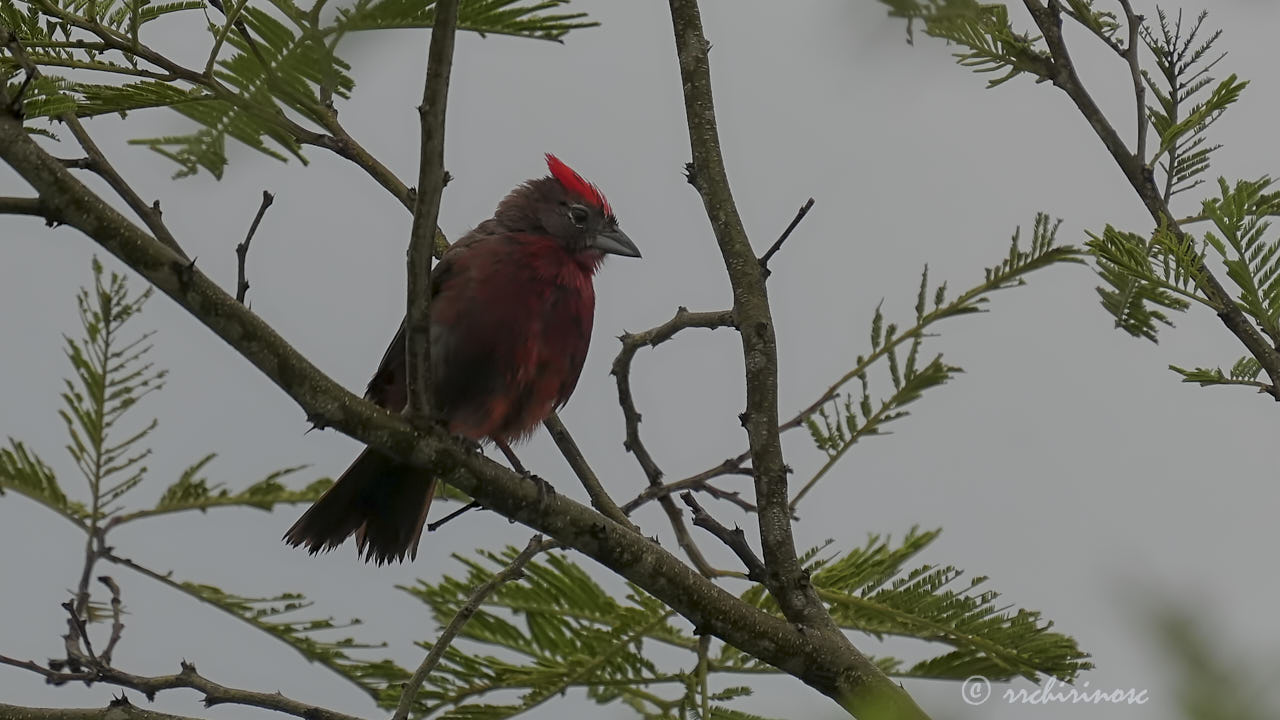 Red-crested finch
