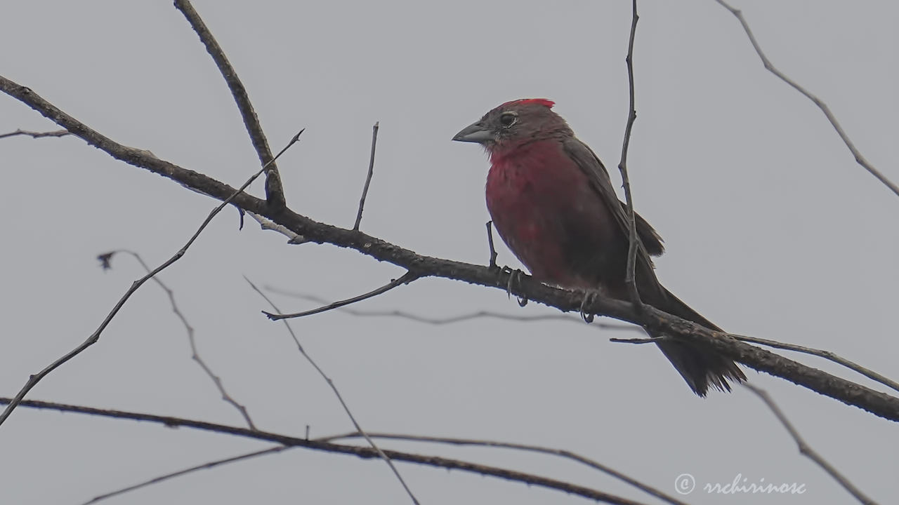 Red-crested finch