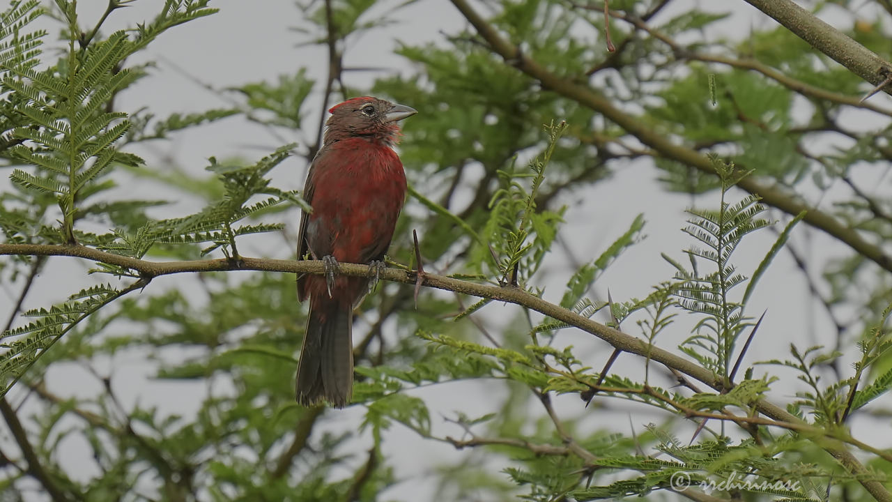 Red-crested finch