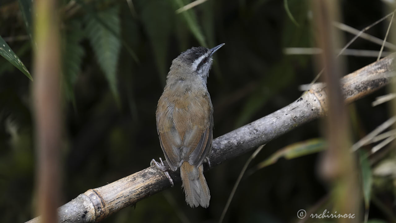 Gray-browed wren