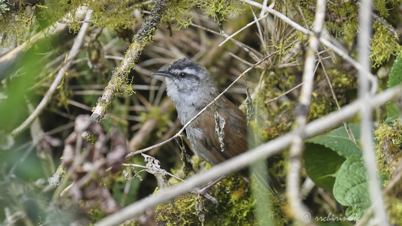 Gray-browed wren